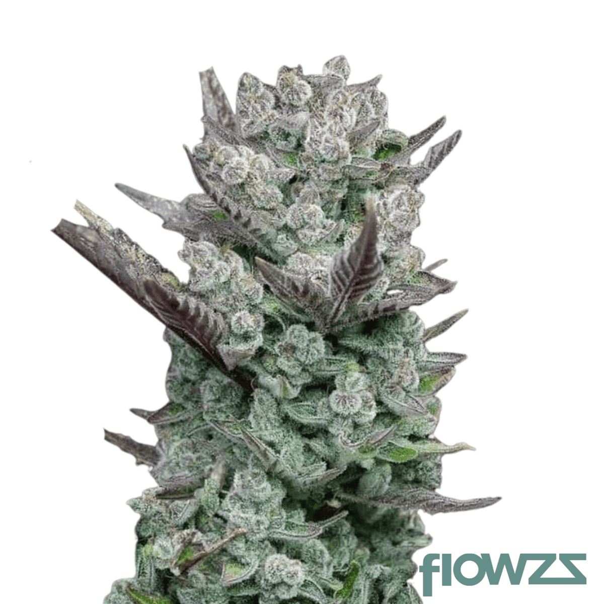 zkittlez-mintz