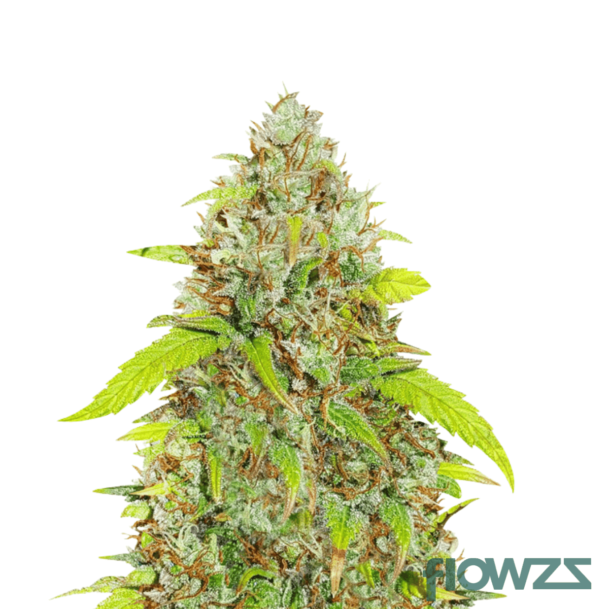 triangle-silver-haze