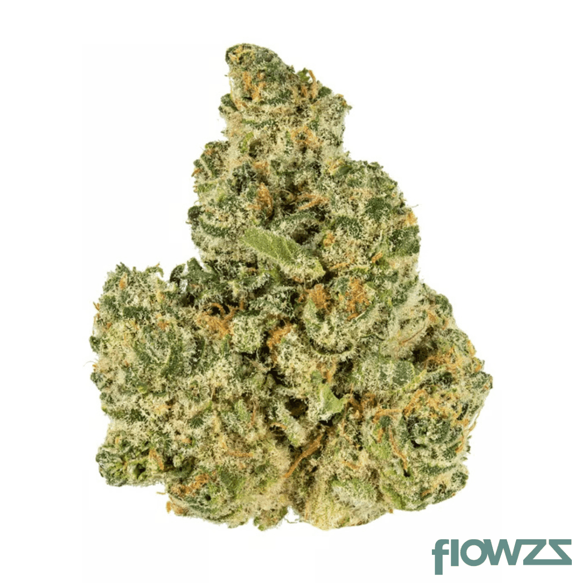 slouu-30-1-glz-ca-garlic-z