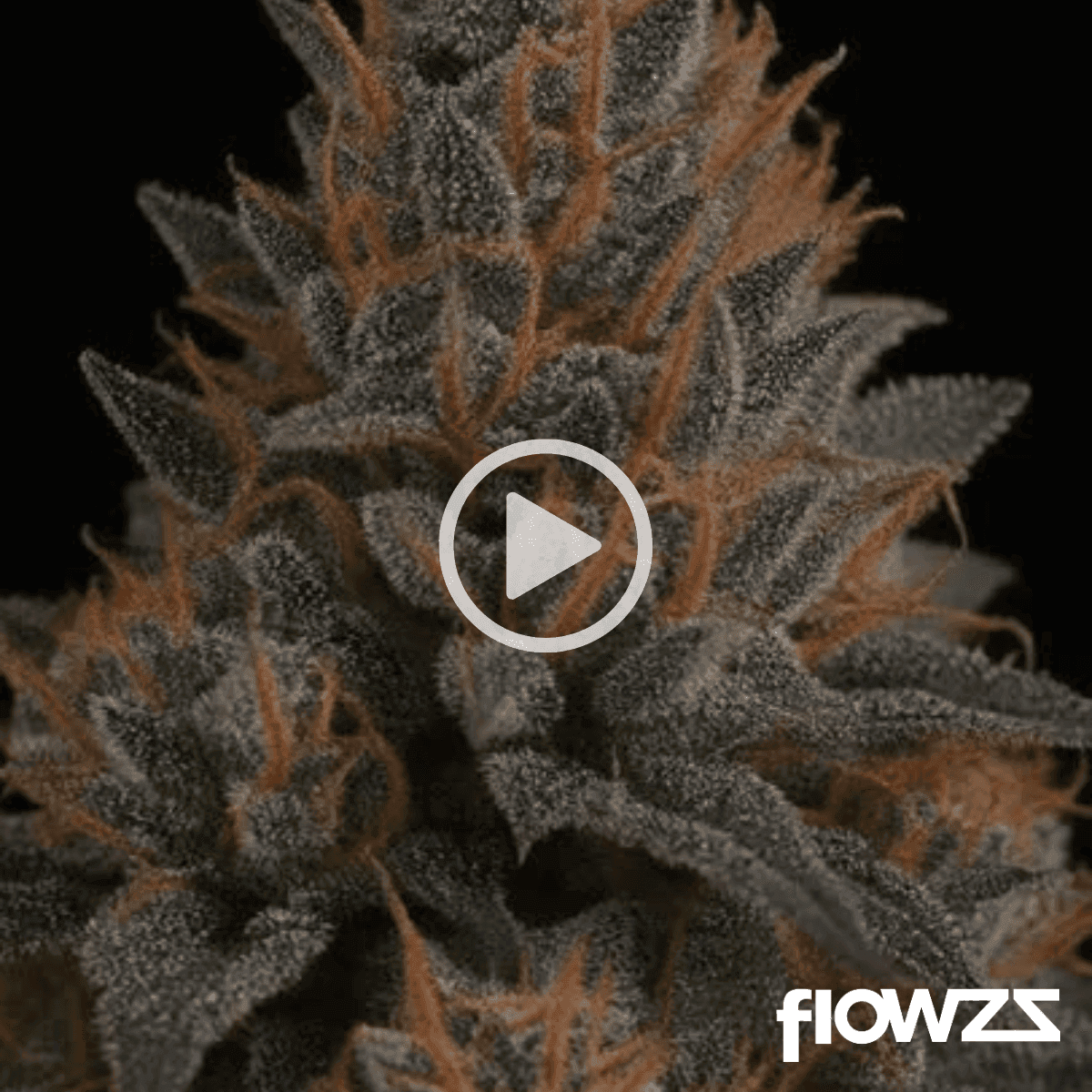 APEX PMK-PT 24/1 Permanent Marker