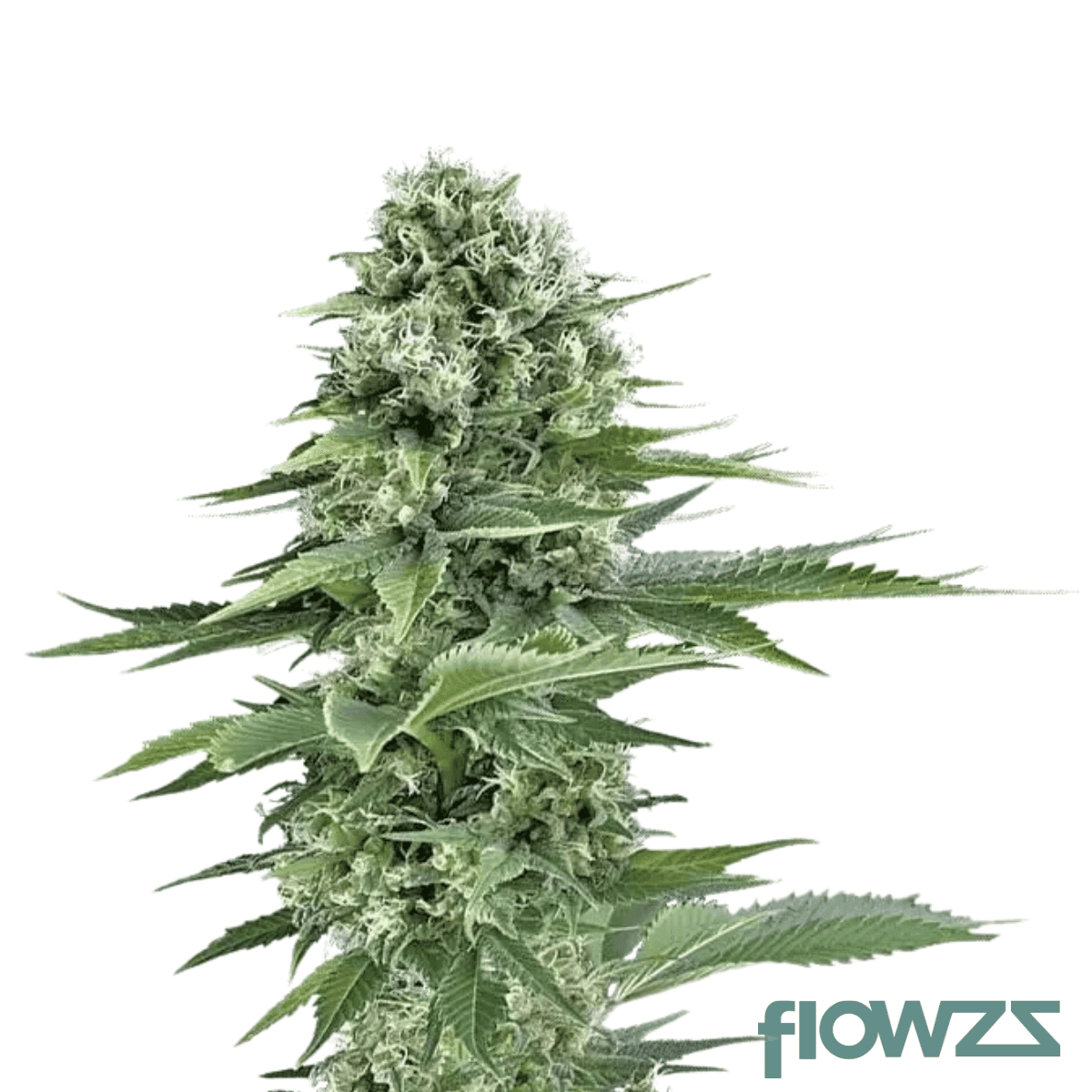 strong-orange-fritter