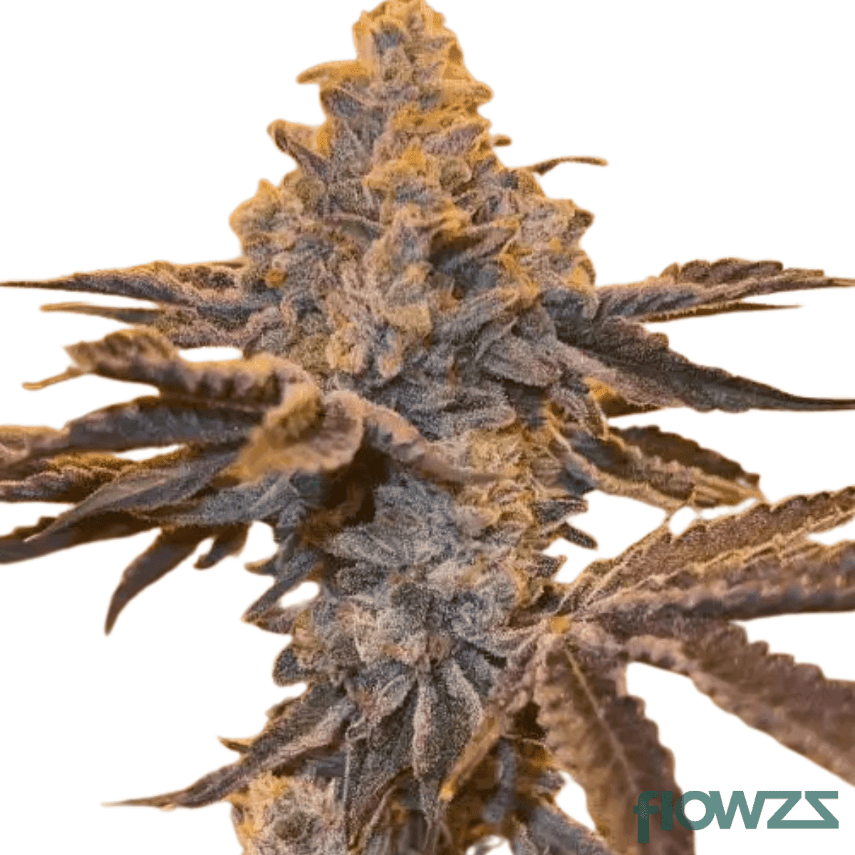 Zkittlez Pie