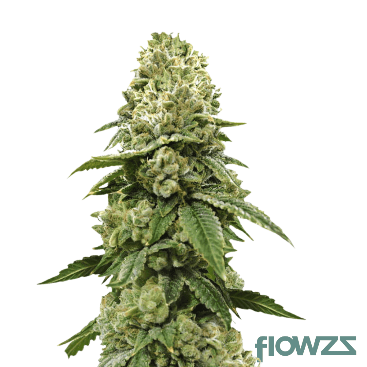 citron-biker-cookies