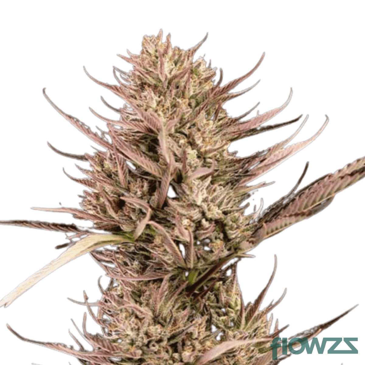 Garlic Z