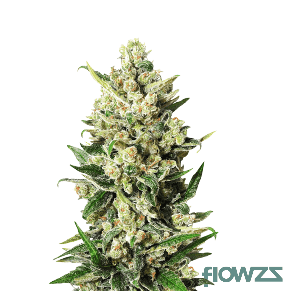 cb-doctor-x-cold-creek-kush