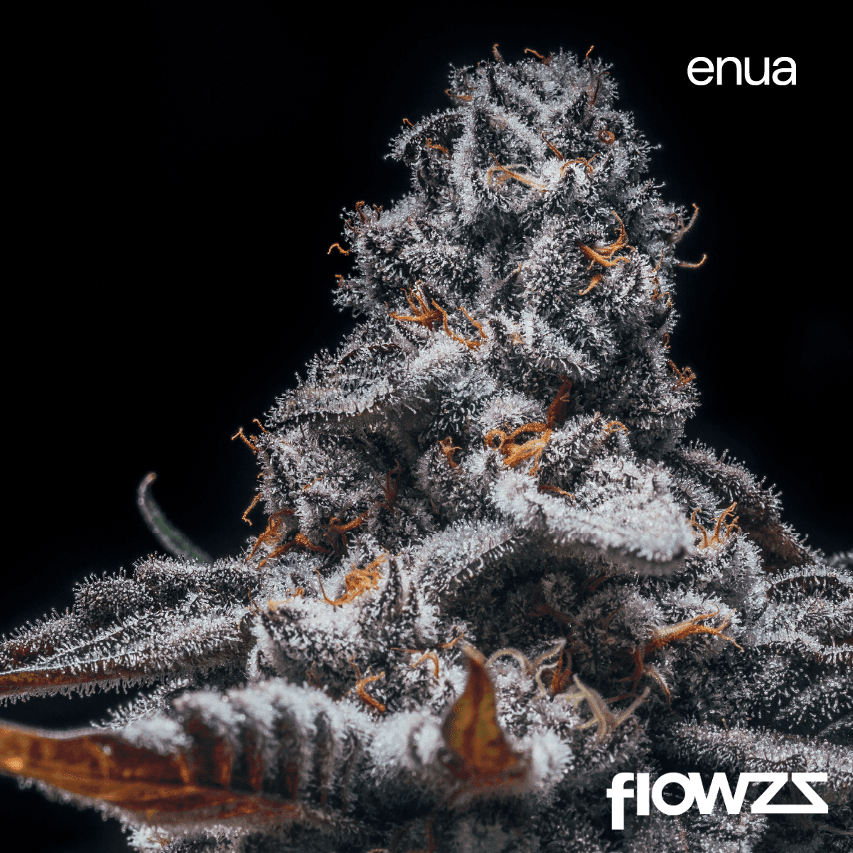 enua-30-1-ejz-ca-el-jefe-zoap