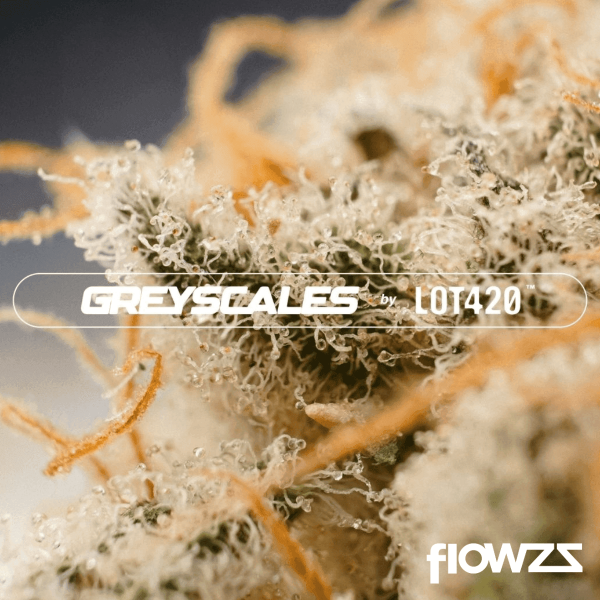 cantourage-26-1-greyscales-fj-flapjacks