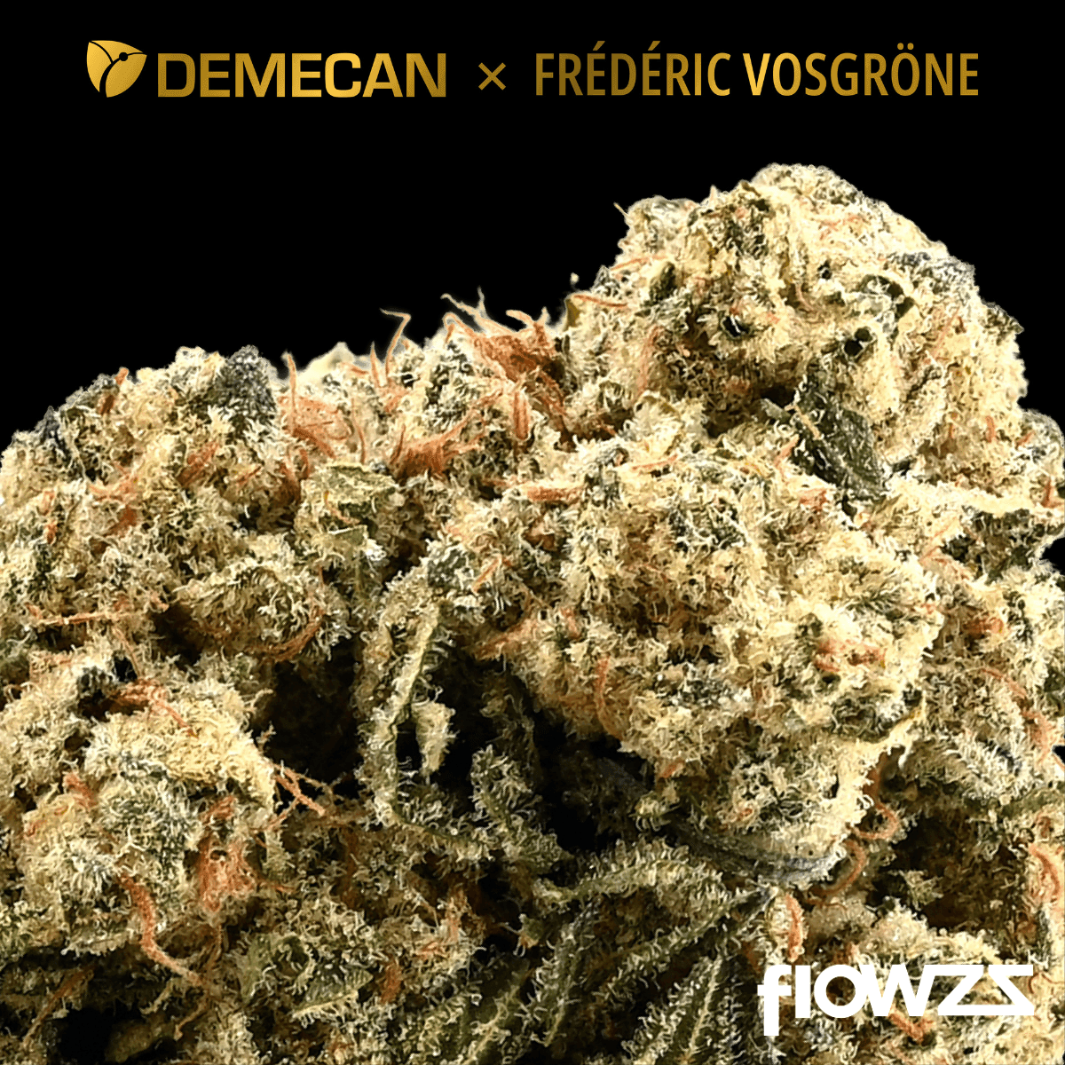 Demecan Core Golden Horizon 31:01 Golden Goat