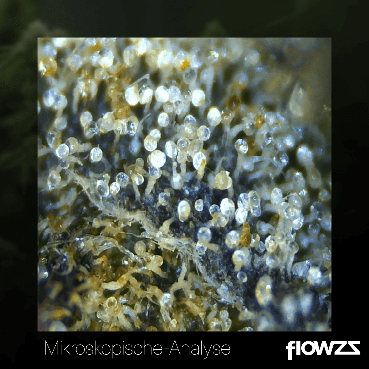 grow-lcc-27-1-lemon-cream-cake