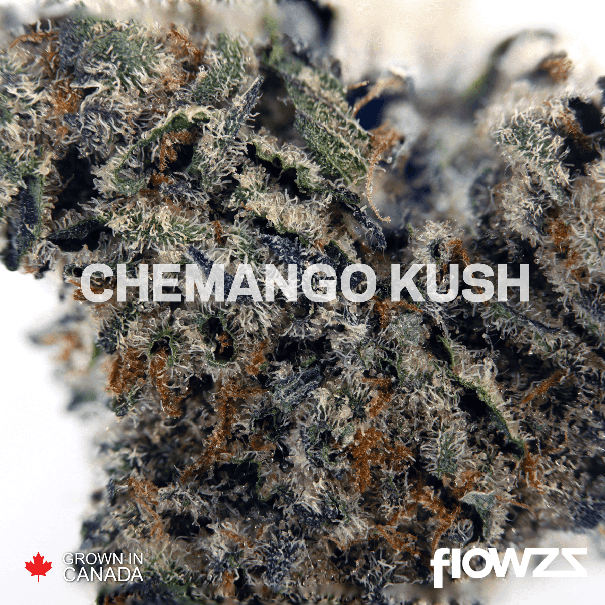 pedanios-31-1-cmk-ca-chemango-kush by Lothar M. Peter