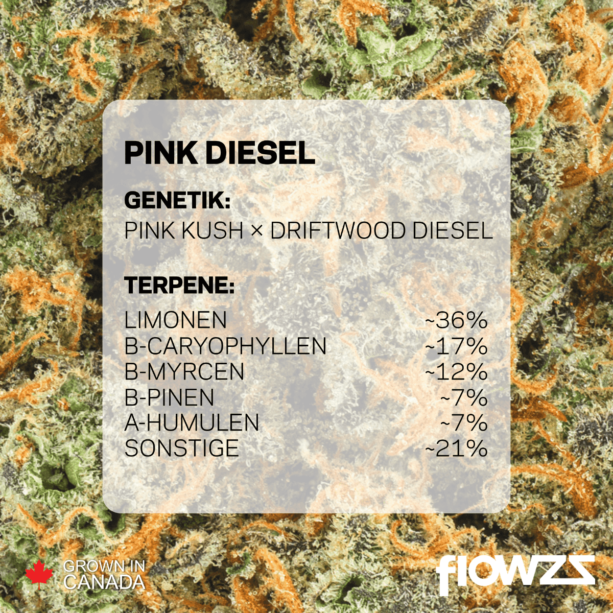 pedanios-31-1-pnd-ca-pink-diesel Copyright © 2025 Aurora Cannabis Inc. All Rights Reserved.