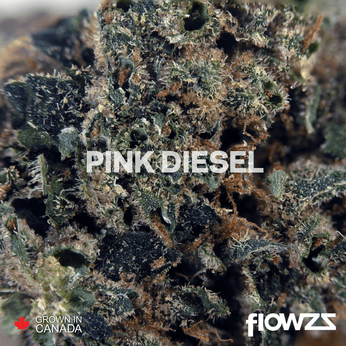 pedanios-31-1-pnd-ca-pink-diesel by Lothar M. Peter