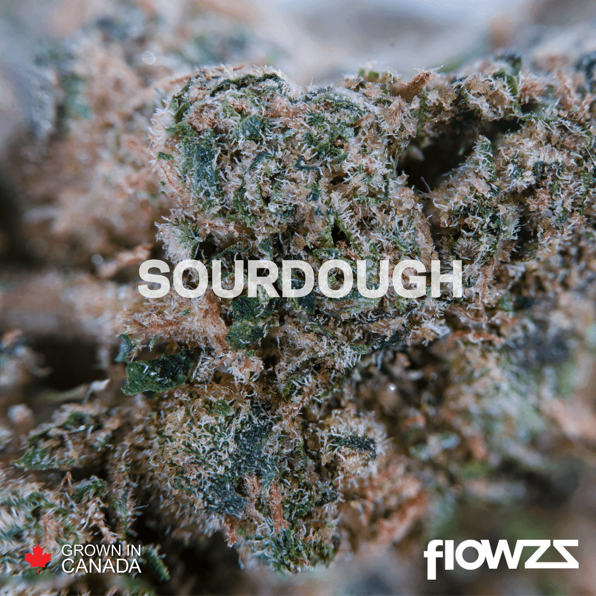 pedanios-29-1-srd-ca-sourdough by Lothar M. Peter