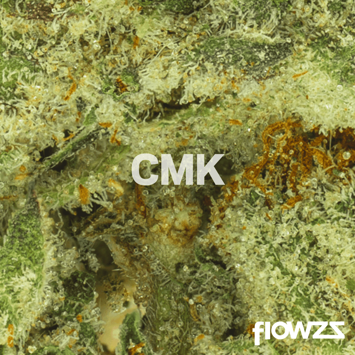 pedanios-31-1-cmk-ca-chemango-kush by Lothar M. Peter