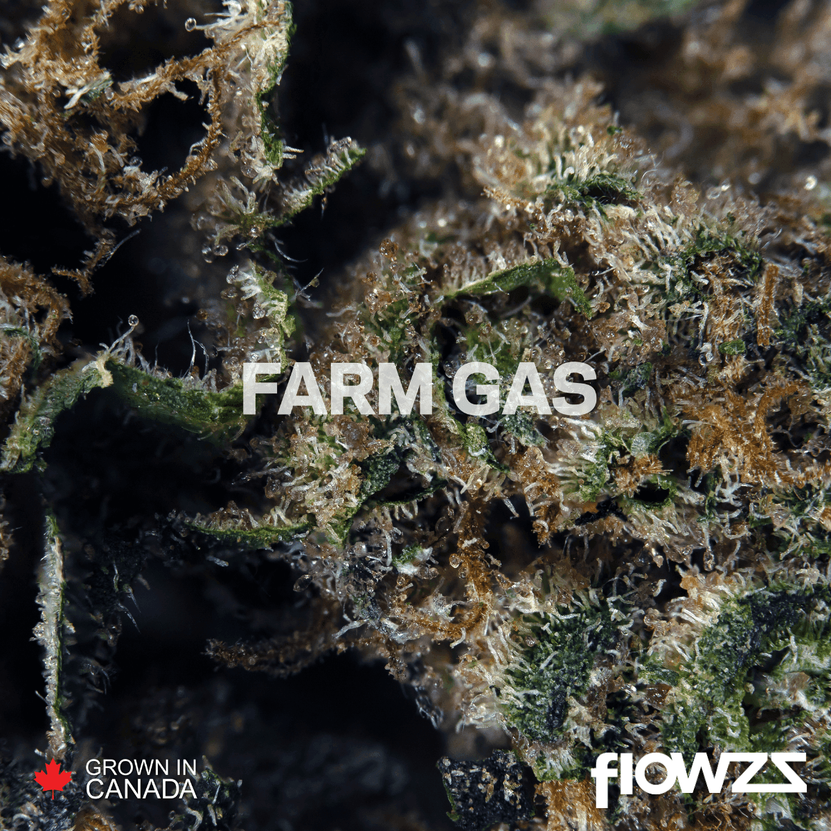 pedanios-27-1-frg-ca-farm-gas Copyright © 2025 Aurora Cannabis Inc. All Rights Reserved.