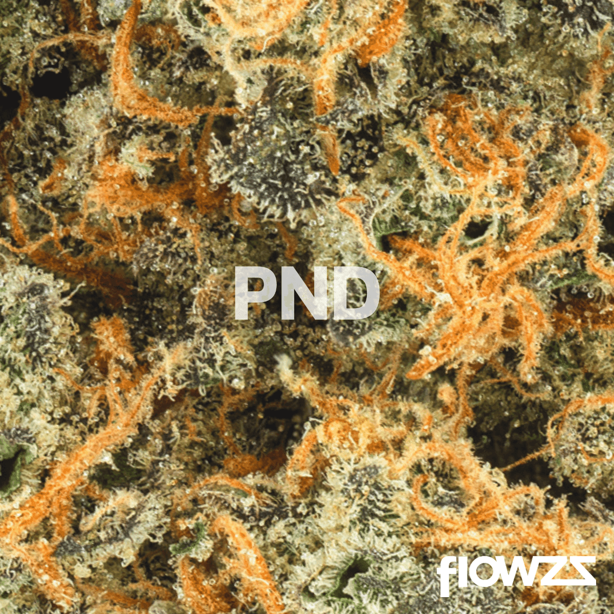 pedanios-31-1-pnd-ca-pink-diesel by Lothar M. Peter