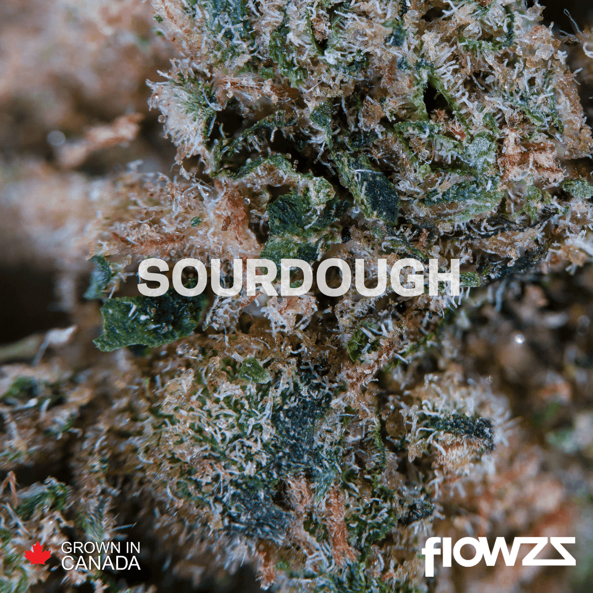 pedanios-29-1-srd-ca-sourdough by Lothar M. Peter