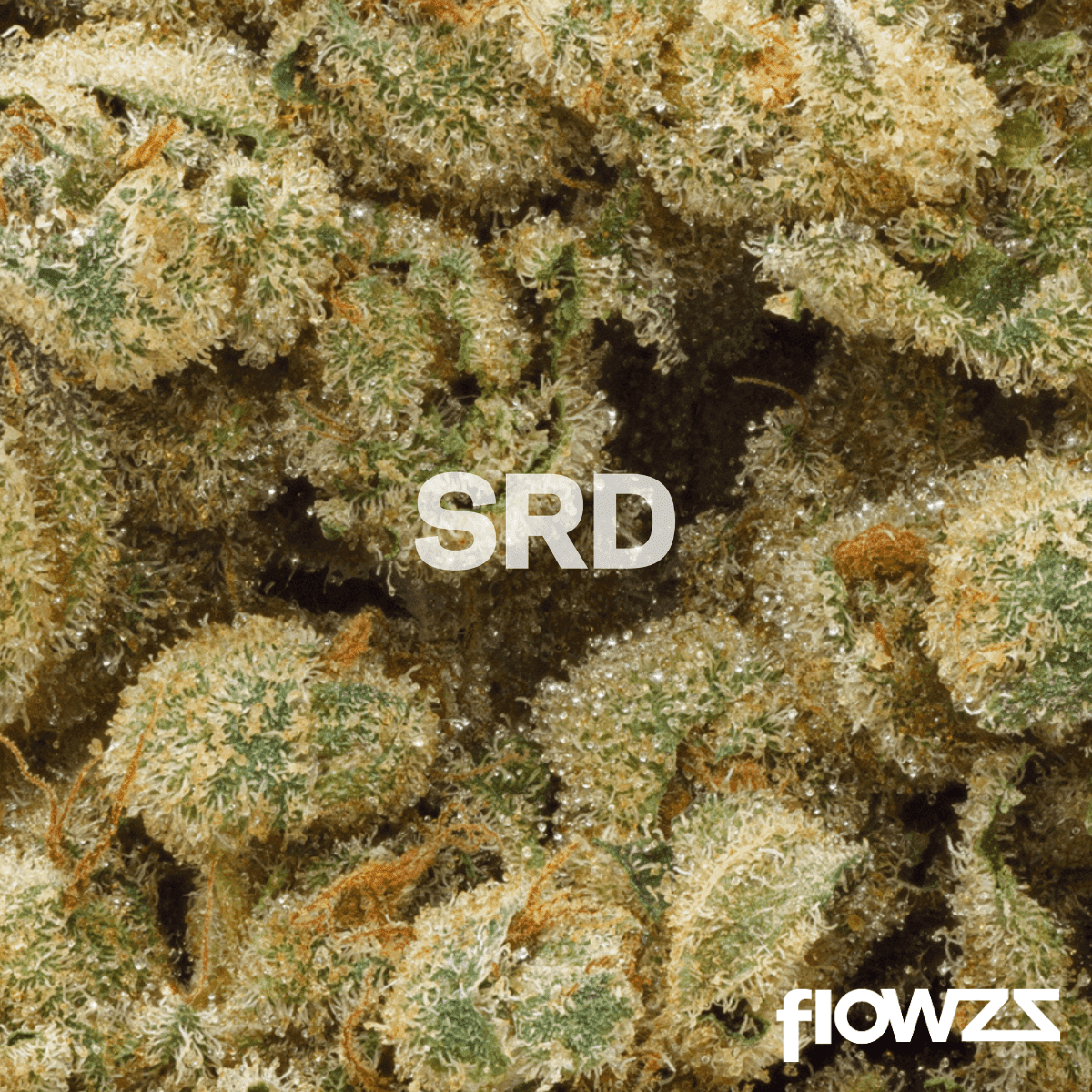 pedanios-29-1-srd-ca-sourdough by Lothar M. Peter