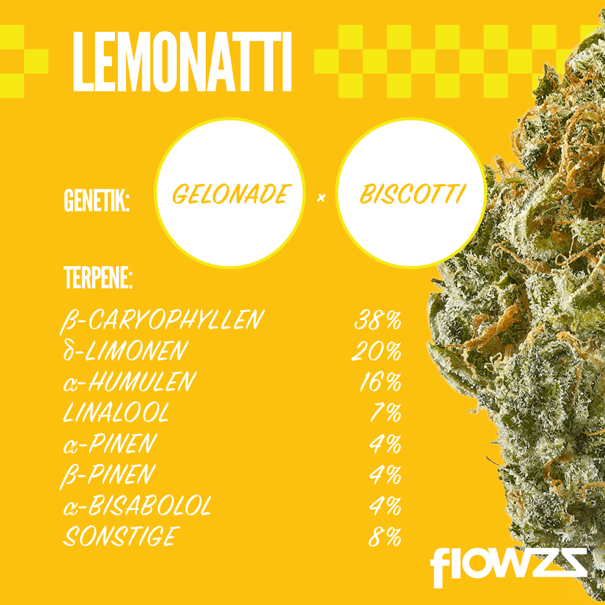 Medical Saints 21/1 LEM Lemonatti