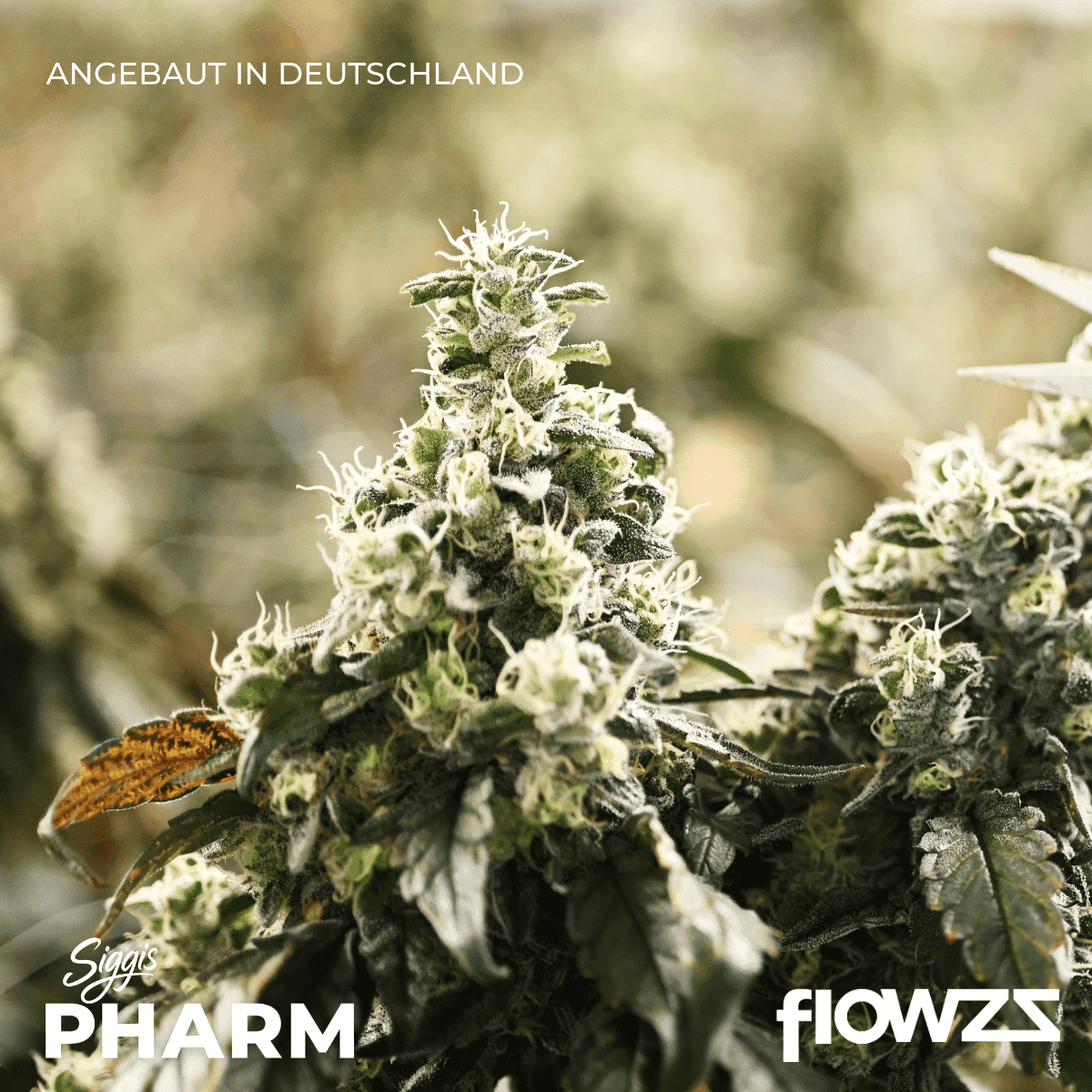 siggis-pmnz-28-01-siggis-pfefferminze