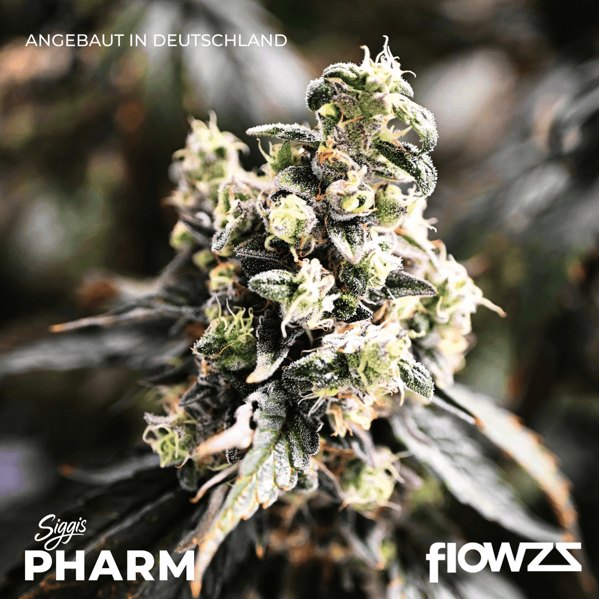 siggis-pmnz-28-01-siggis-pfefferminze