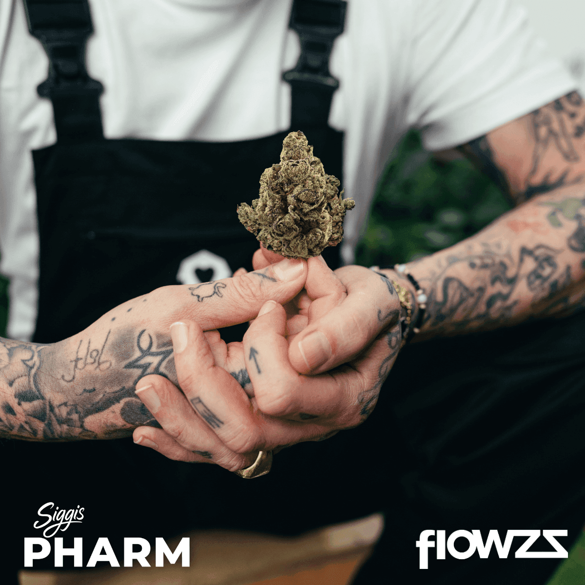 Siggis Löwenzahn Sido Cannabis