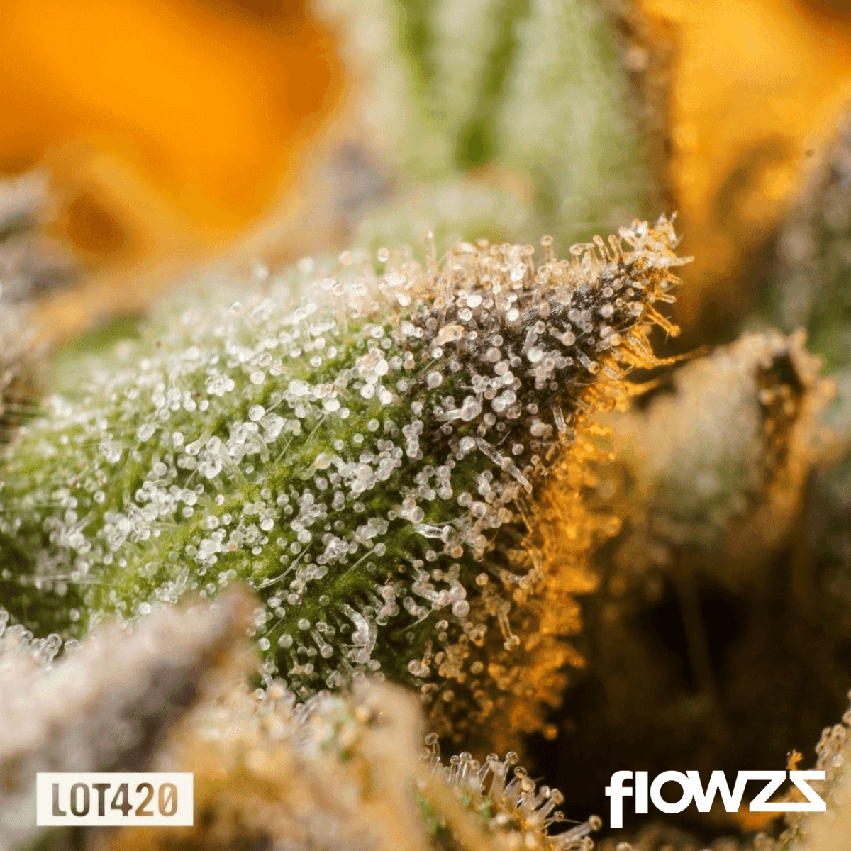 lot-420-ab-pt-apples-bananas