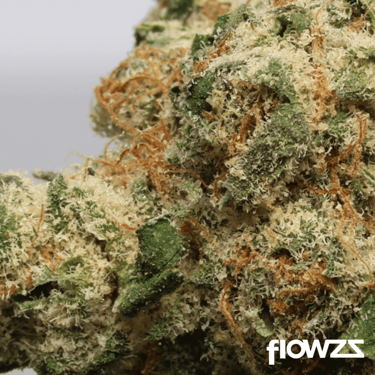 Casper’s No. 8 Poison Runtz 26/1