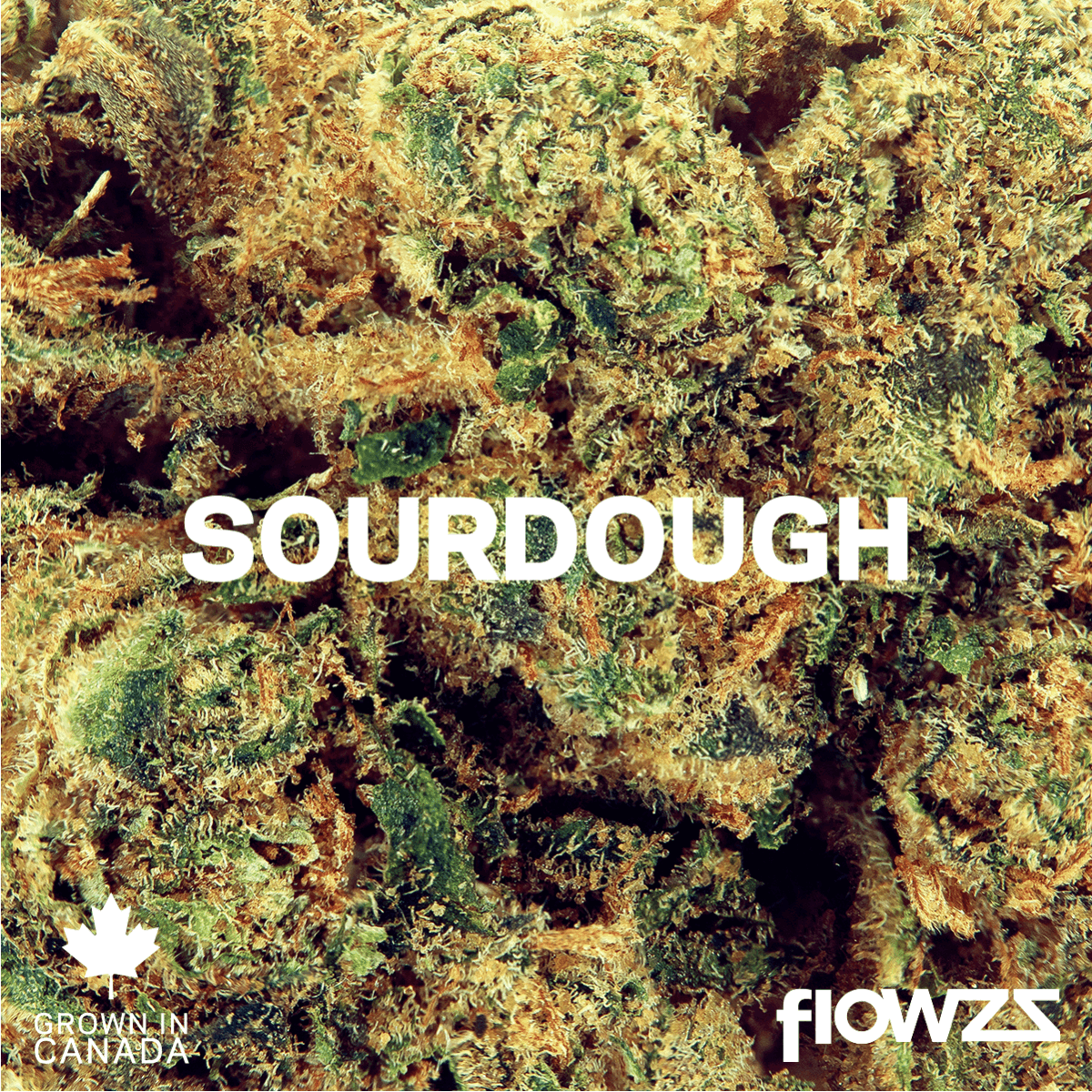 Pedanios 29/1 SRD-CA Sourdough