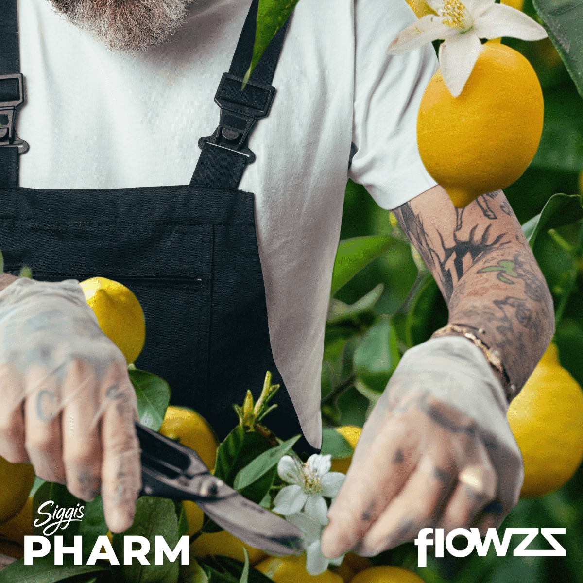 siggis-zbtl-28-01-siggis-zitronenbluete