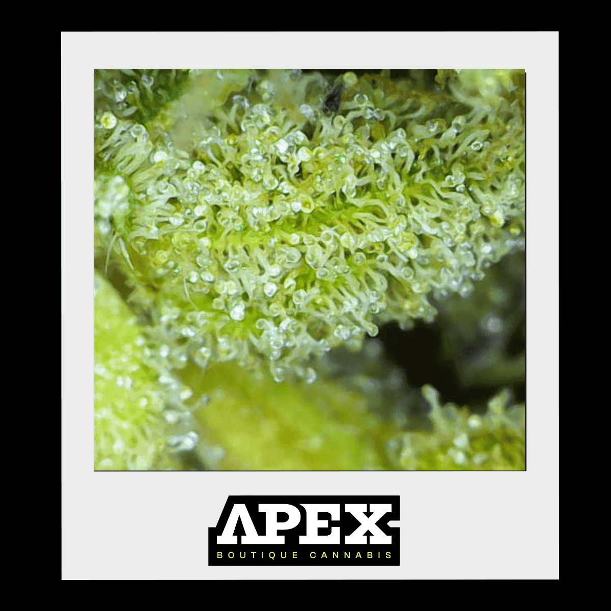 APEX GOA-PT-26 Governmint Oasis