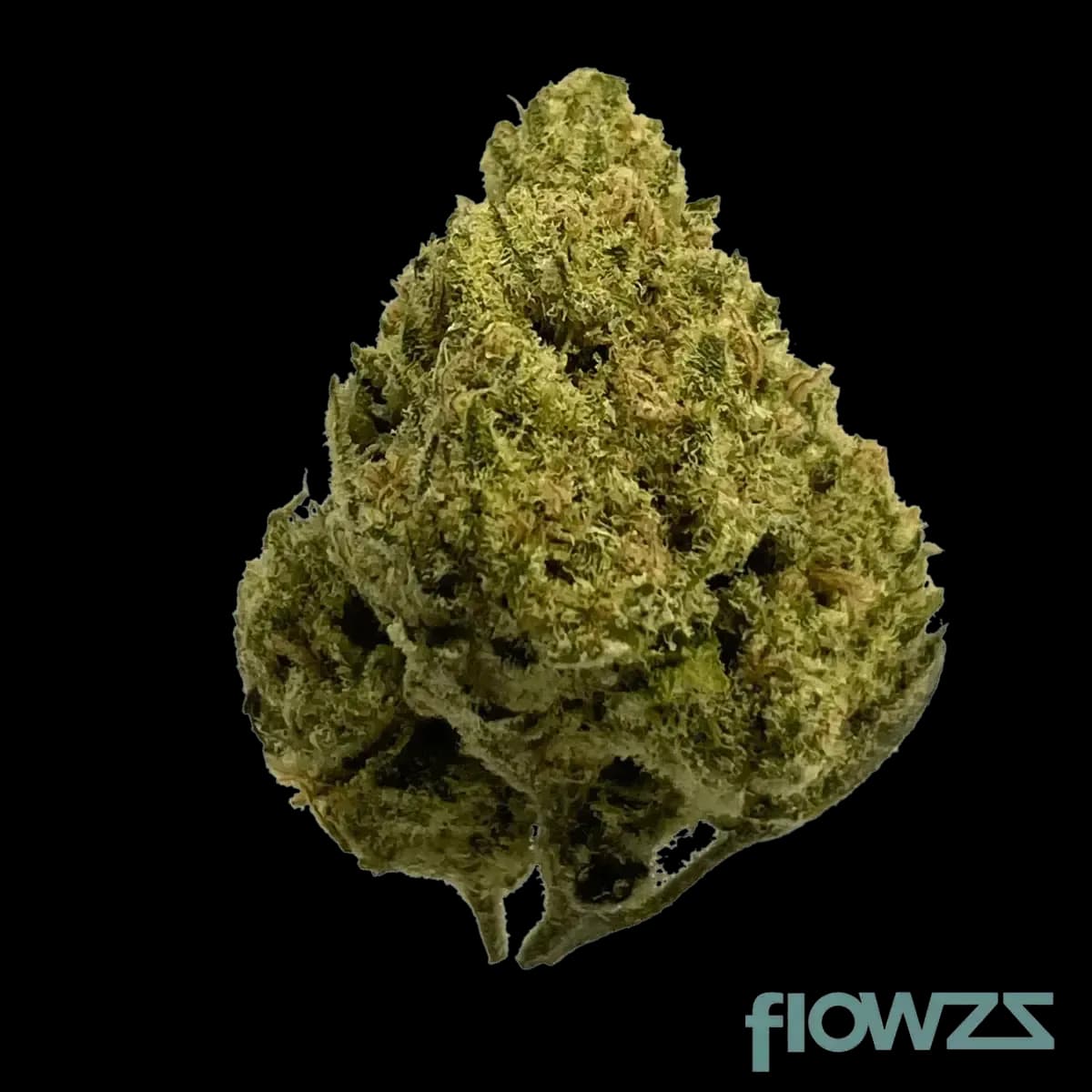 vayamed-day-19-1-tng-tangie