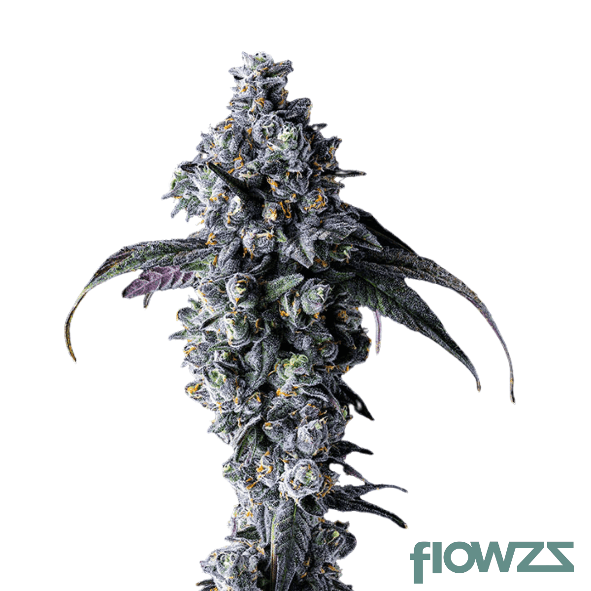 jokerz-31-x-gastro-pop