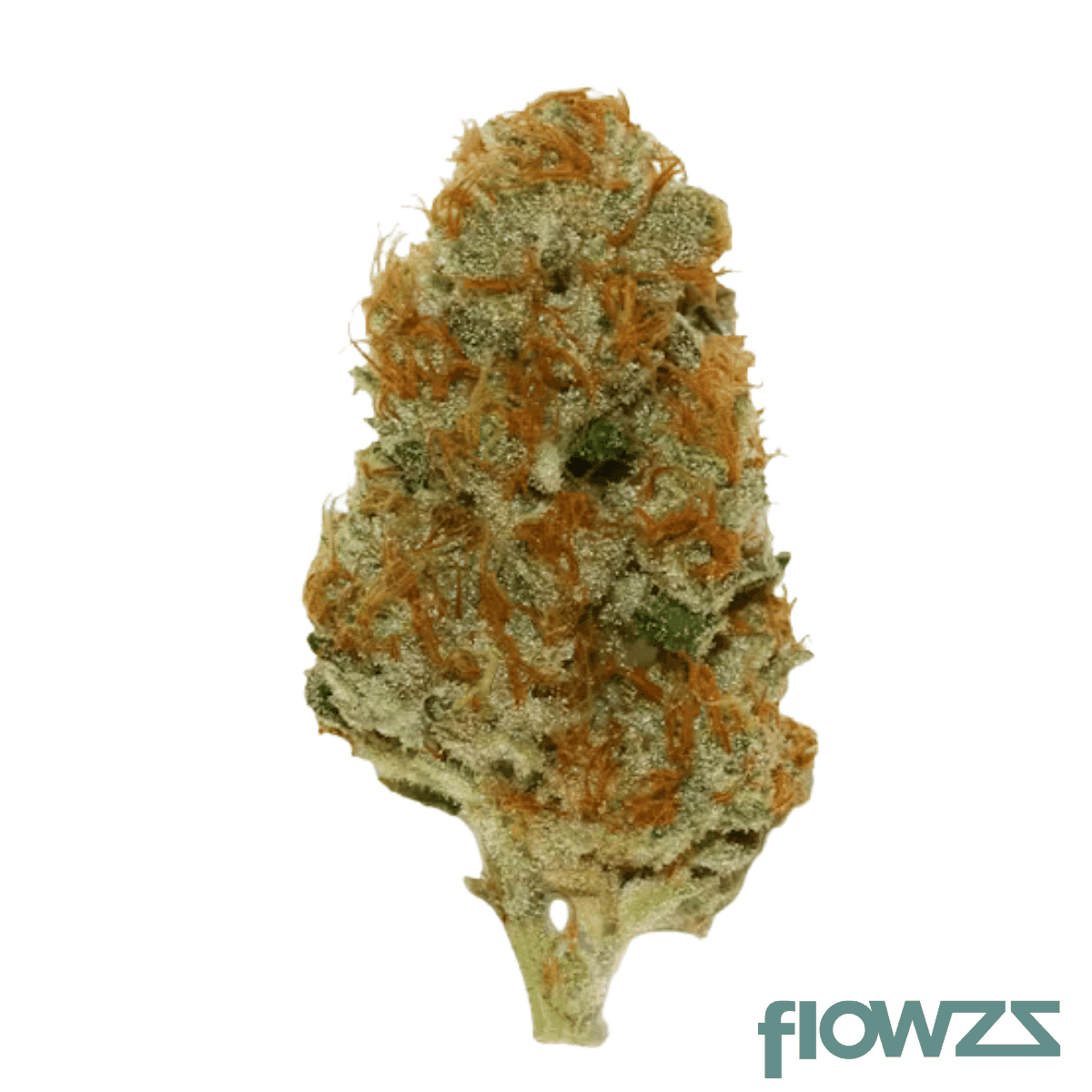 pop-up-no-12-30-1-bachelor-party