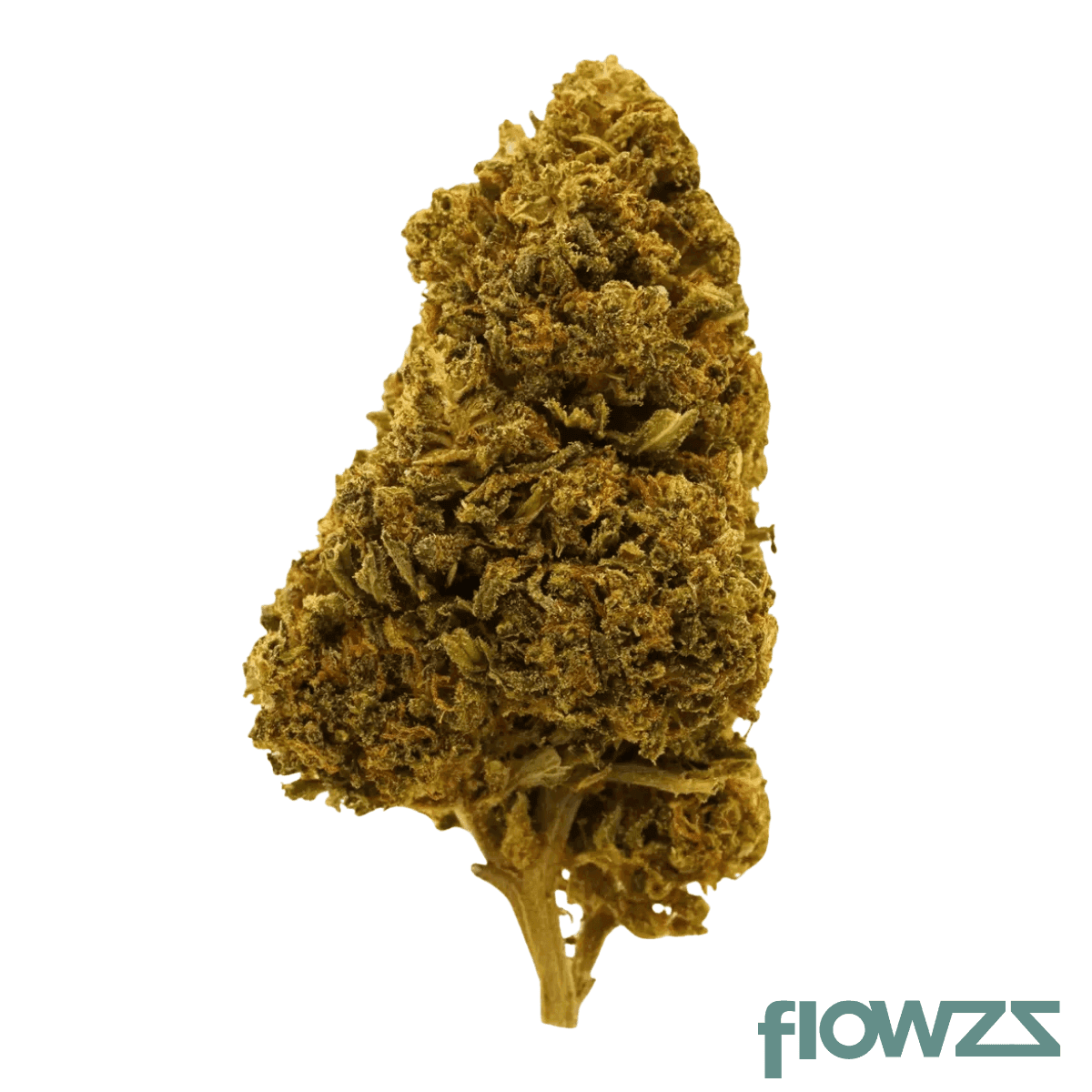 endo-canna-tb-27-1-tropical-banana