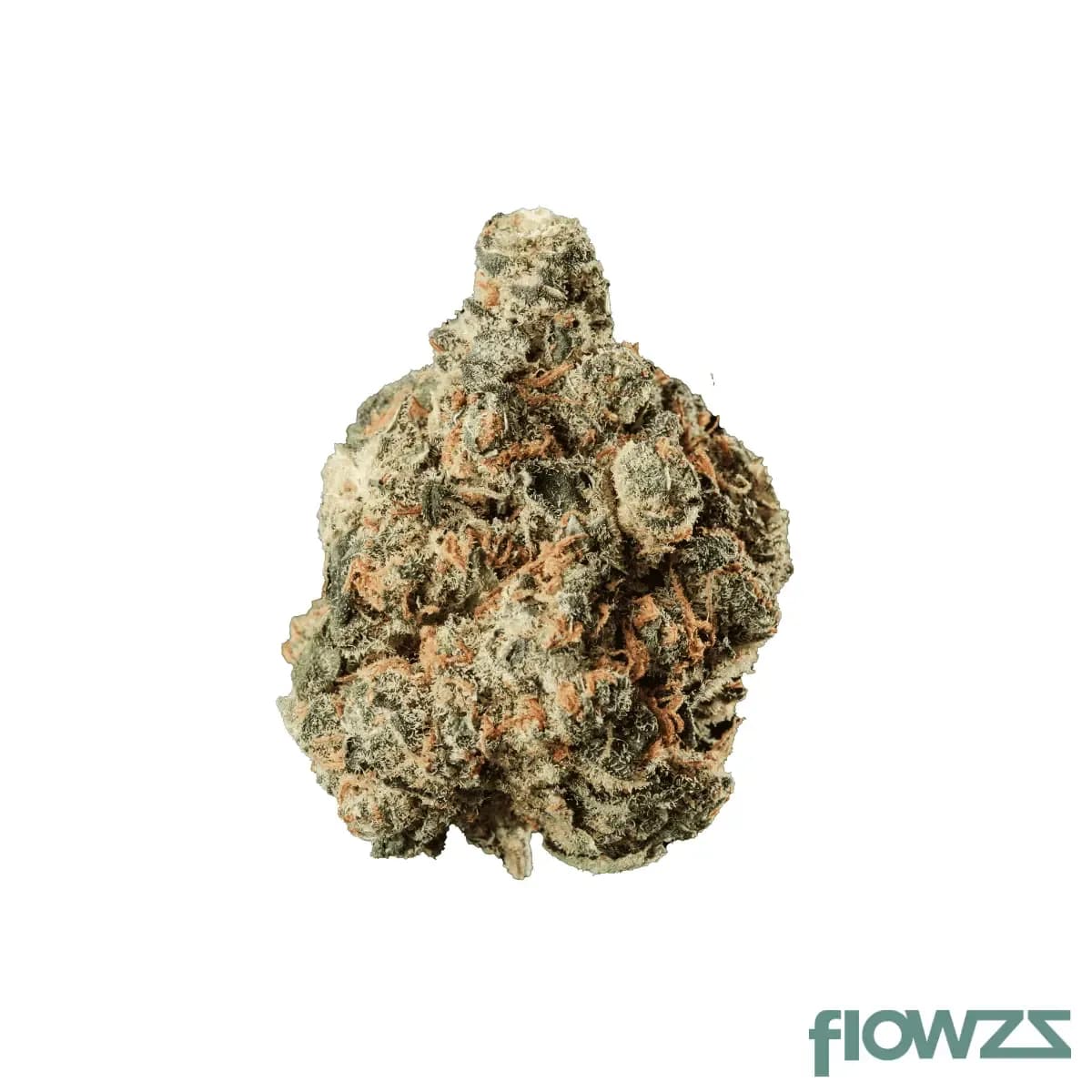 huala-22-1-ca-sco-scoops