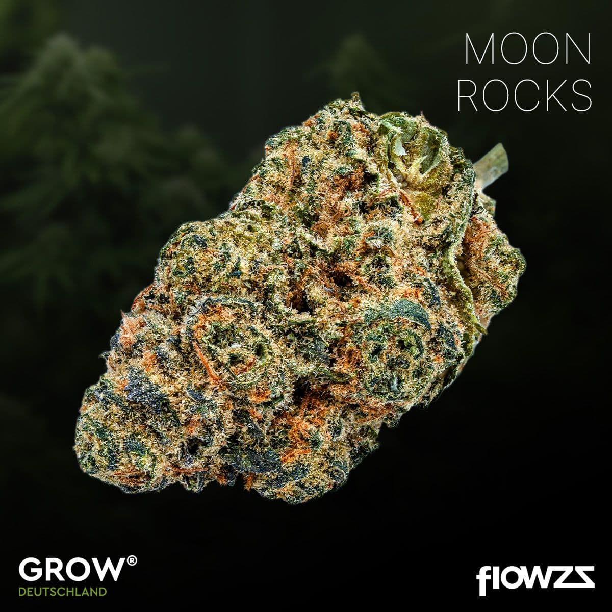 grow-ro-24-moon-rocks