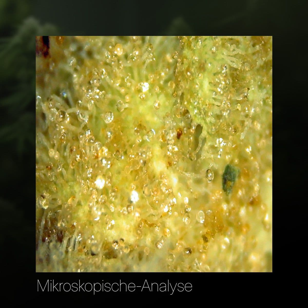 grow-ro-24-moon-rocks