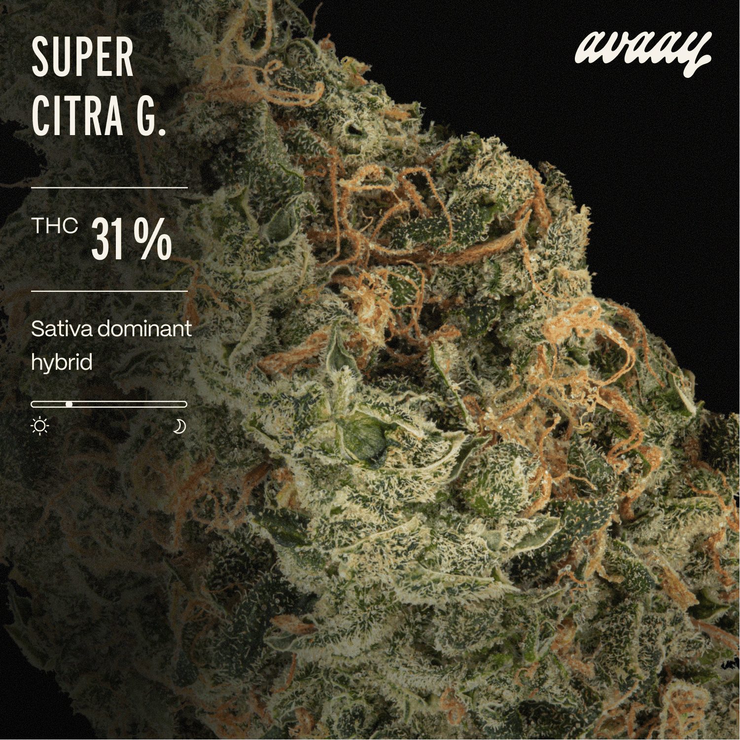 avaay 31/1 SCG Super Citra G