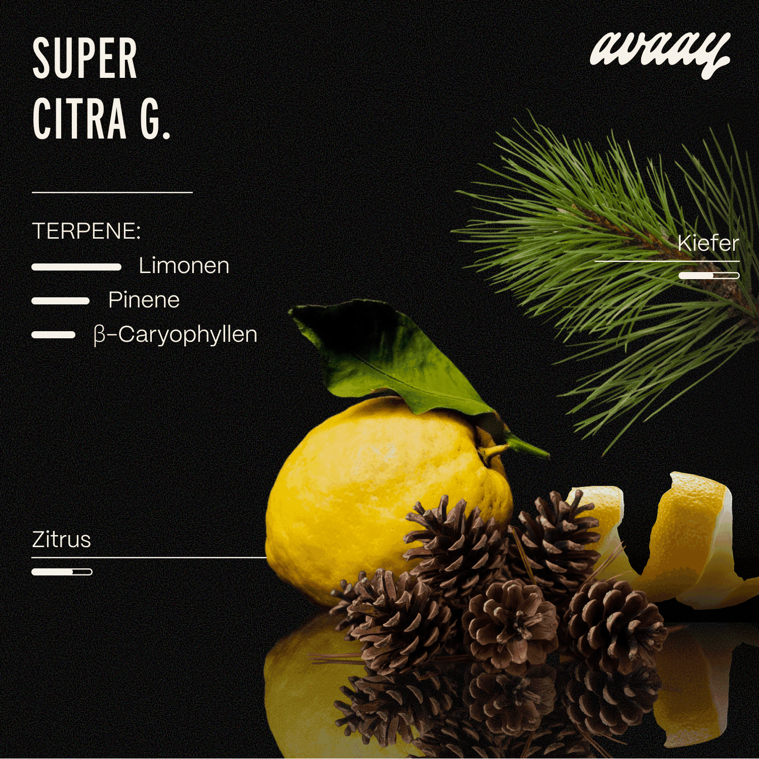 avaay 31/1 SCG Super Citra G