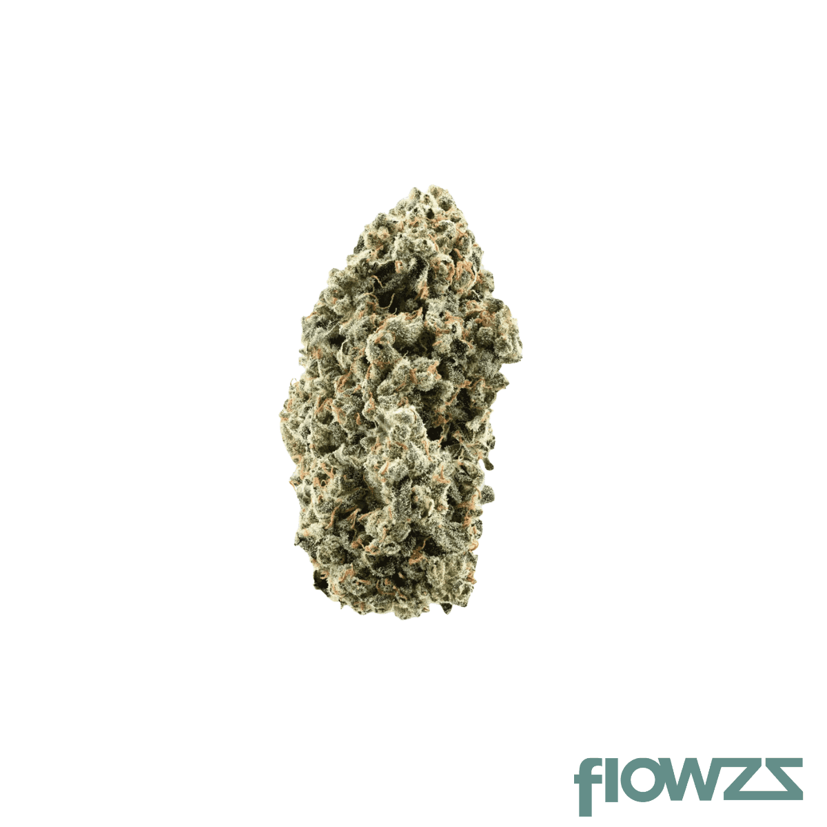 siggis-zbtl-24-01-siggis-zitronenbluete