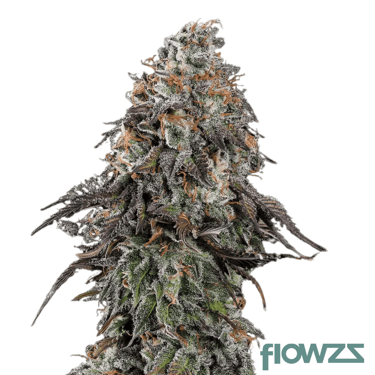 Deep Space x Black Velvet