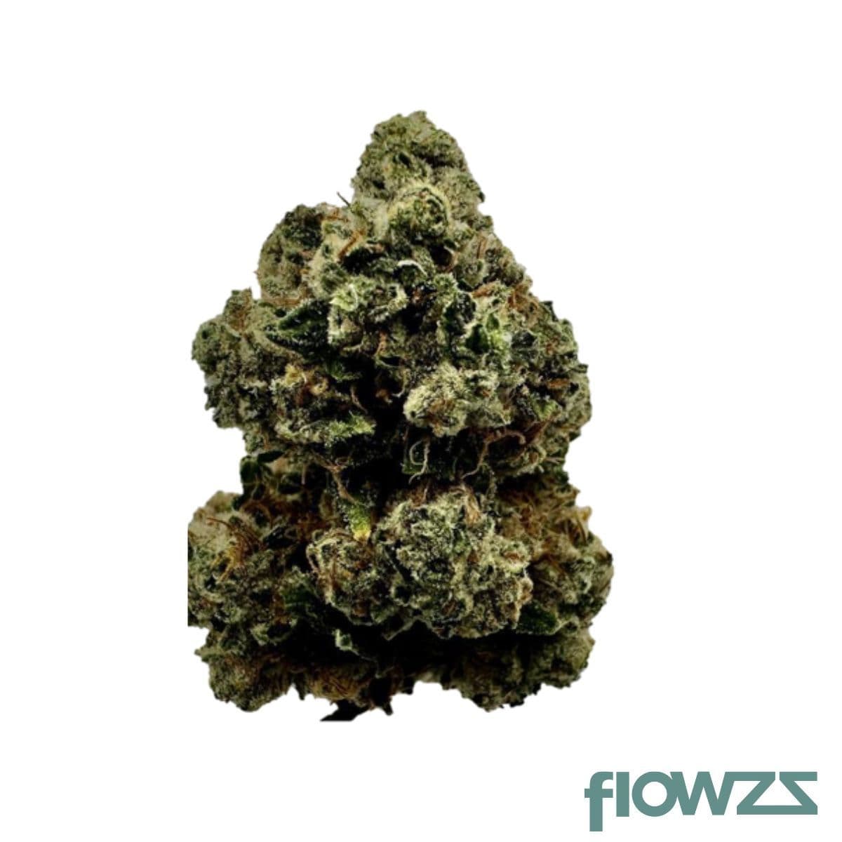 zoiks-26-1-mot-motorgas