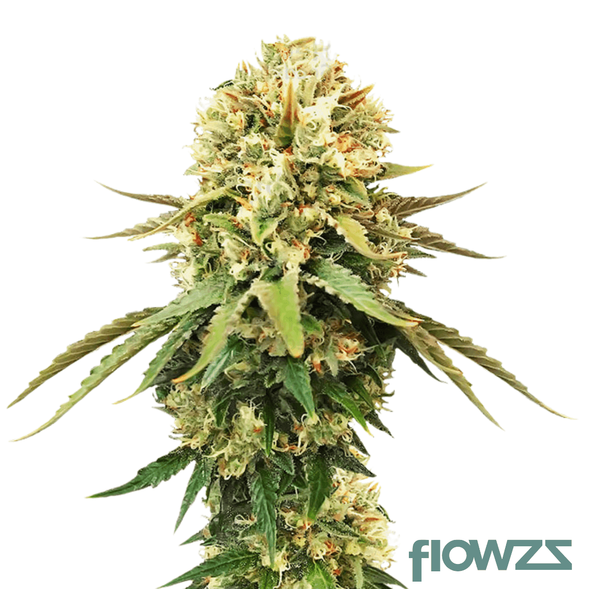 pastors-poison-x-obama-runtz