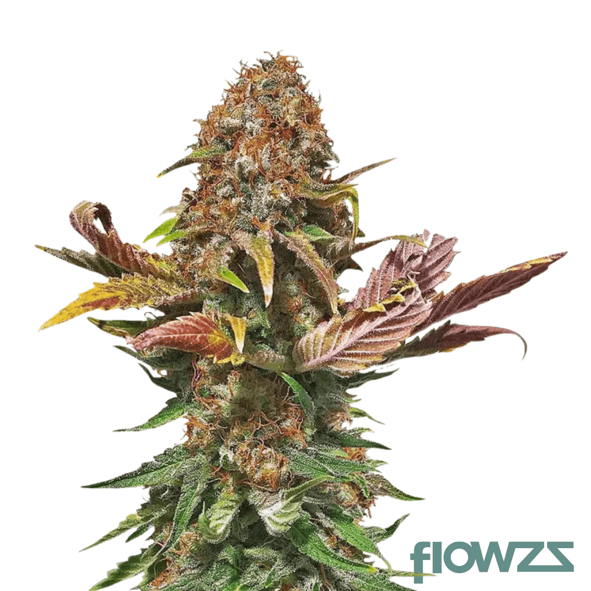 siggis-zitronenbluete