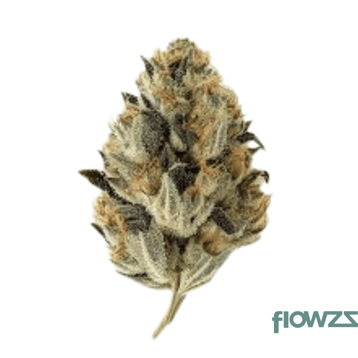 remexian-24-1-hcc-plt-purple-toque