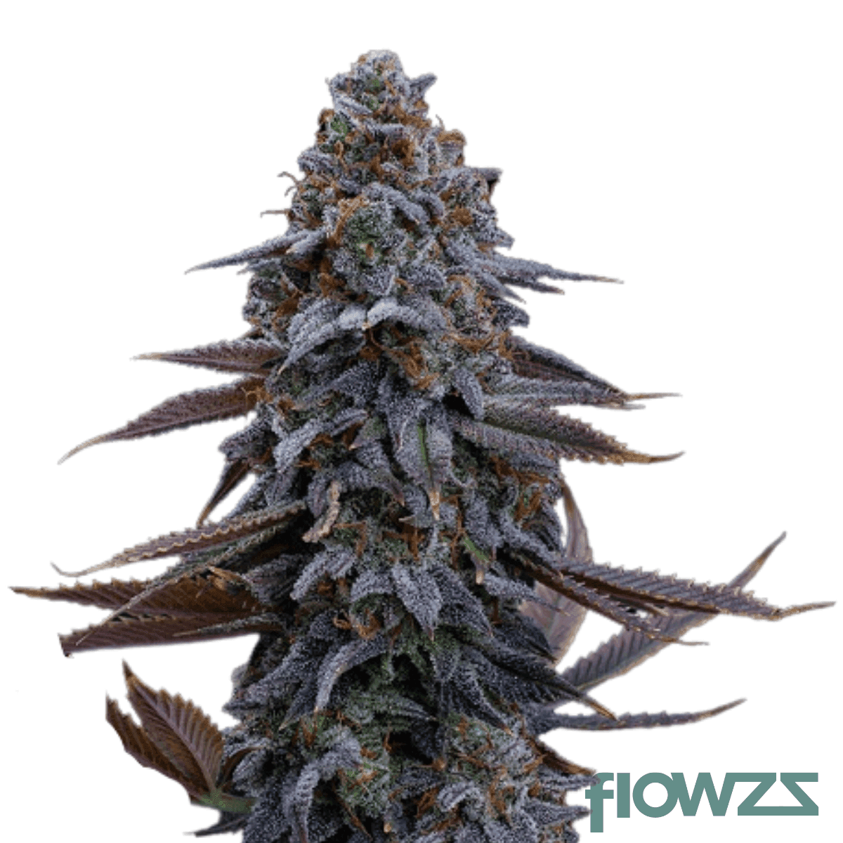 sour-beach-purple-punch