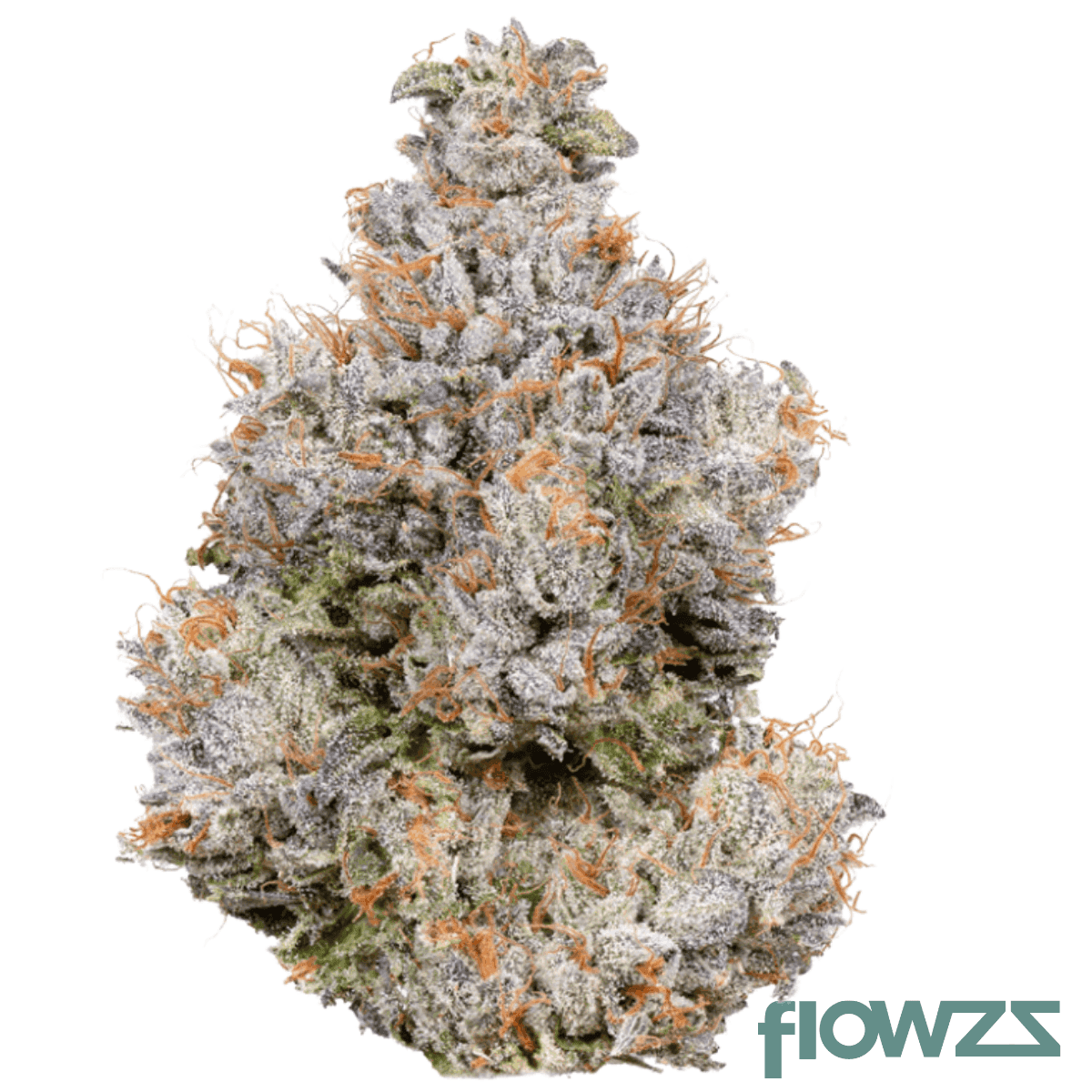 medical-saints-18-1-asp-artic-splash