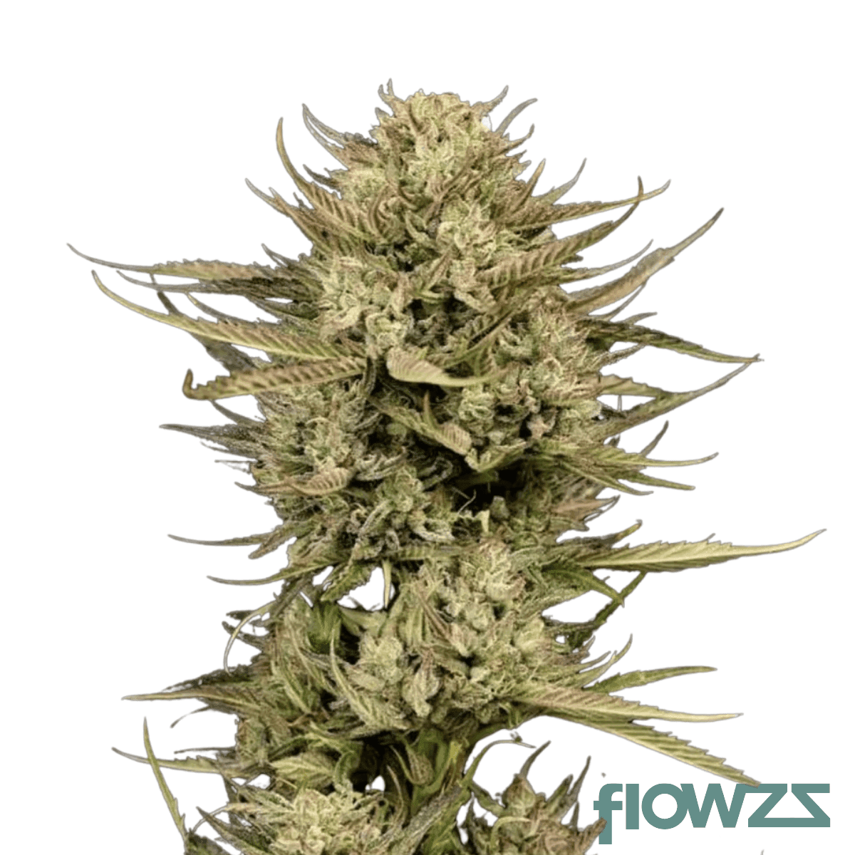 pineapple-cherry-punch