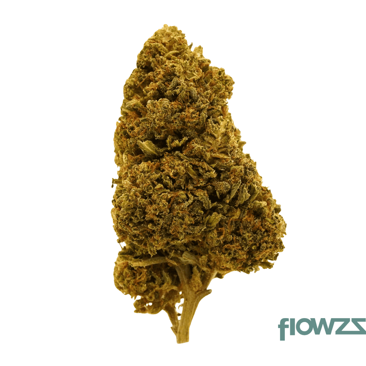 endo-canna-tb-27-1-tropical-banana